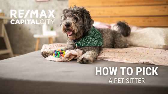Pet Sitting Tips